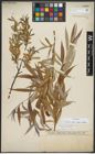 Foto von Salix alba subsp. vitellina (L.) Arcang.